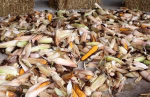 LIČKANJE KORUZE V IVANJEM SELU 01 FOTO LJUBO VUKELIČ